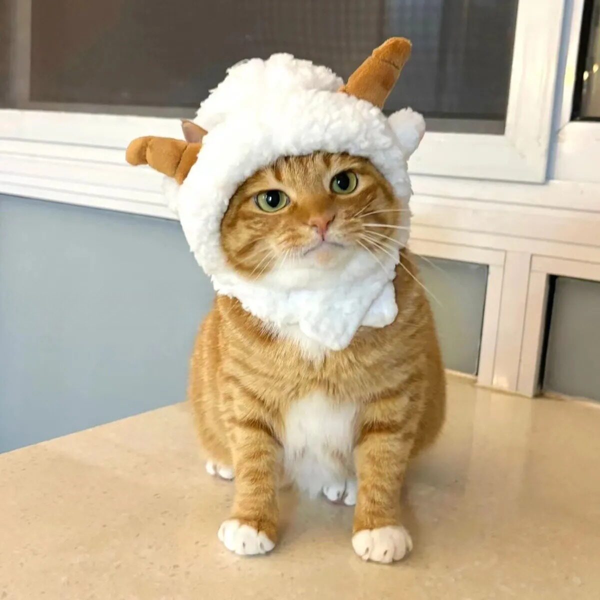 可爱猫咪帽子小羊宠物变装毛绒