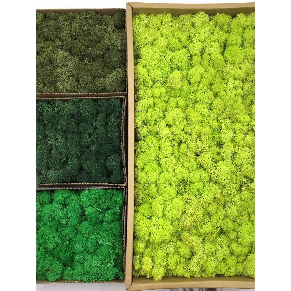 少杂质蓬松永生驯鹿苔藓地衣青苔手工微景观DIY仿真背景植物墙