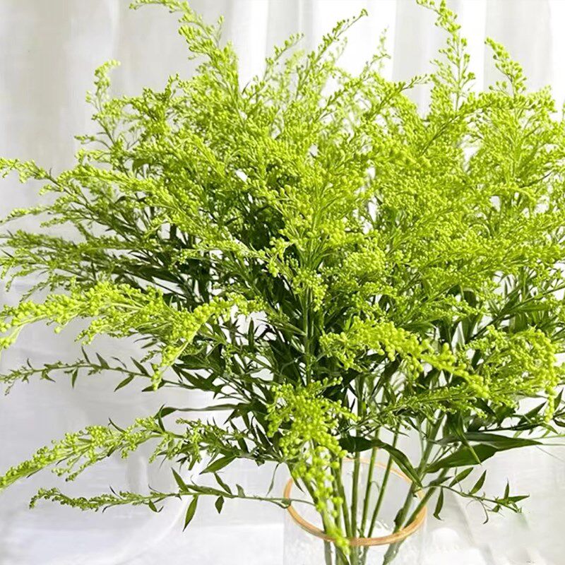 黄莺草鲜a花云南直发室内水培绿植花束插花配花配草黄花草鲜切花