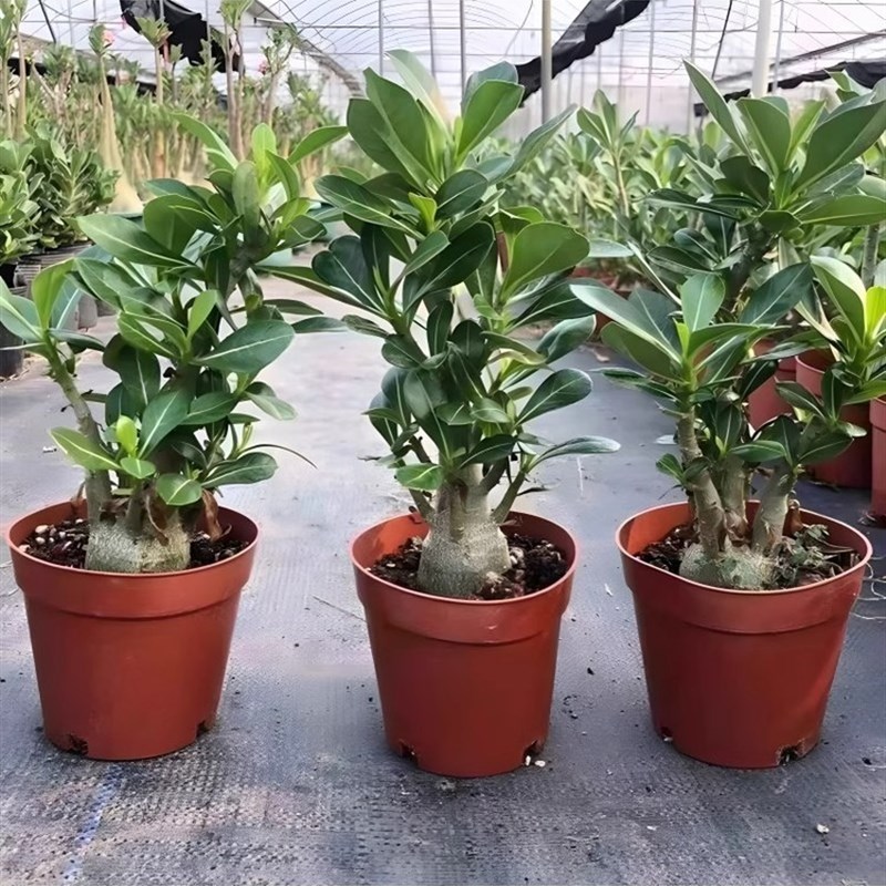 沙漠玫瑰盆栽重瓣带花苞特大号多肉植G物室内绿植精品十年老桩盆