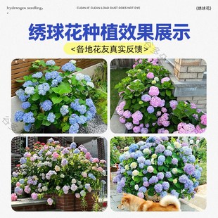 绣球花盆栽带花老桩无尽夏花苗室内庭院阳台鲜花卉绿植Z物四季 开
