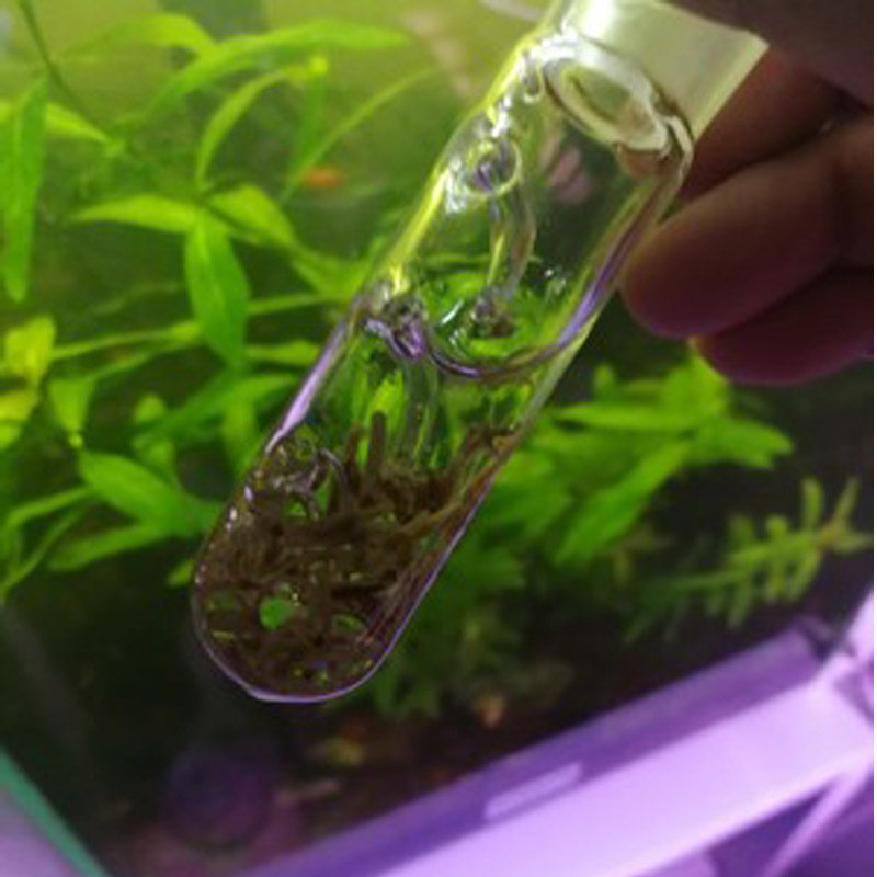 涡虫诱捕器 水族箱玻璃蜗虫捕捉器 鱼I缸涡虫笔吸水蛭蚂蝗捕蜗虫
