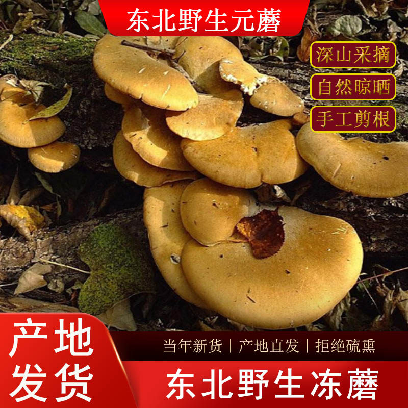 东北特产野生元蘑冬蘑黄蘑干品干蘑菇黑龙江新货小鸡炖蘑菇香菇类