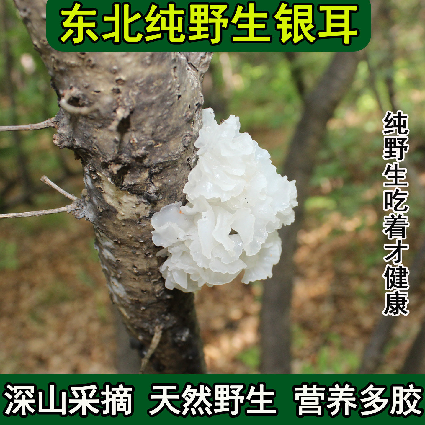 东北纯野生银耳干货特级无硫熏雪耳食养好银耳本草多糖雪耳非古田