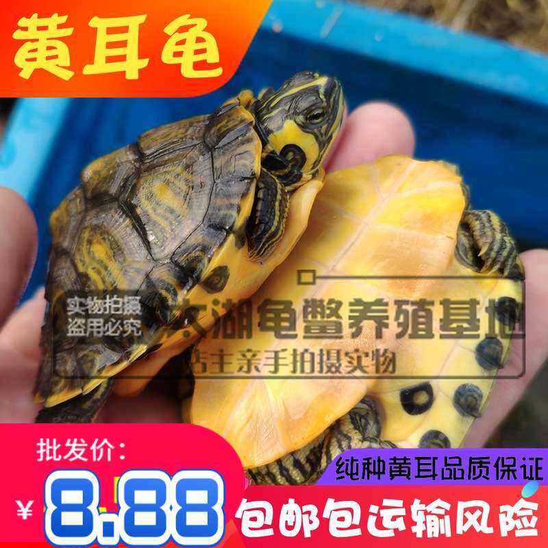 外塘红耳巴西龟大小黄耳巴西龟苗深水黄耳杂食龟小乌龟观赏龟