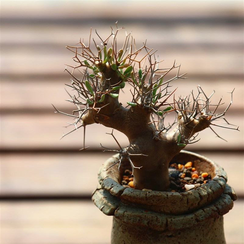 黑鬼殿厚墩菊Othonna euphorbioides块根优选矮霸多肉植物