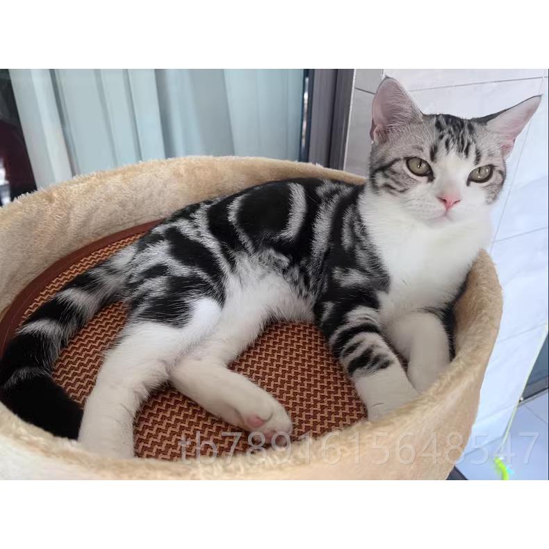 正品架猫配件猫爬房猫趴架子子猫树宠物屋别墅超大多层一体猫咪大图片