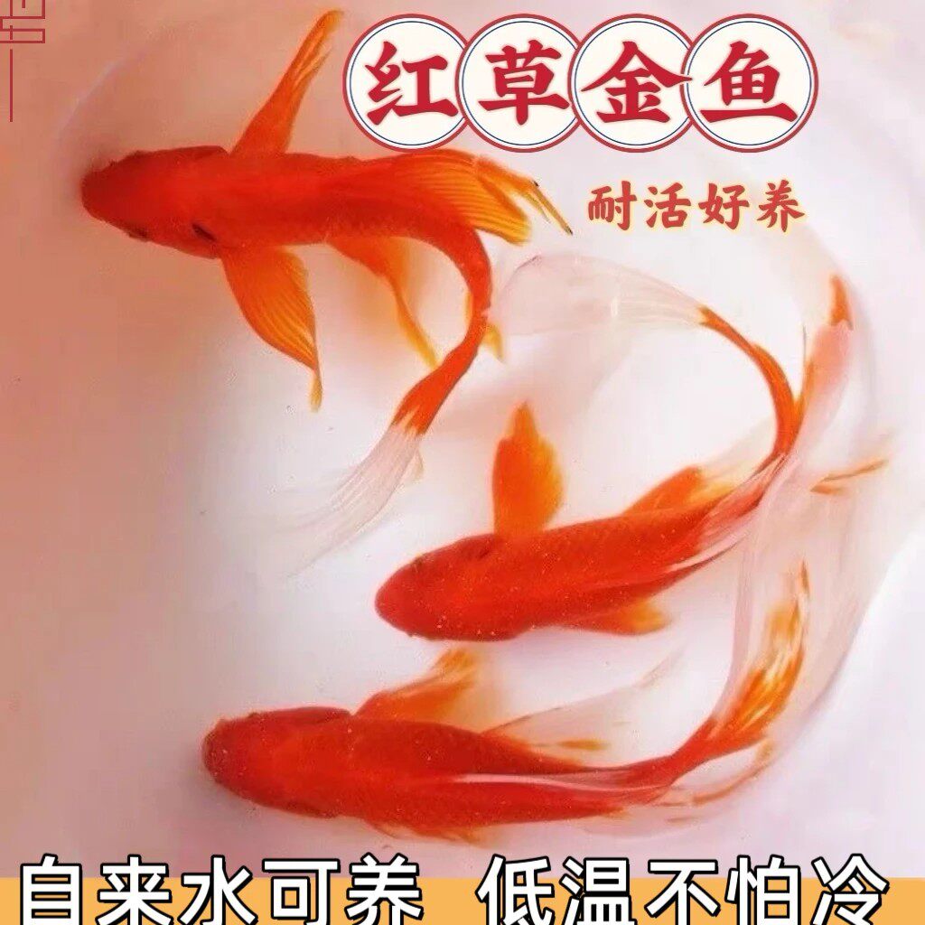 草金鱼好养耐活长尾大红草观赏鱼锦鲤活体冷水鱼淡水鱼金鱼红草鱼