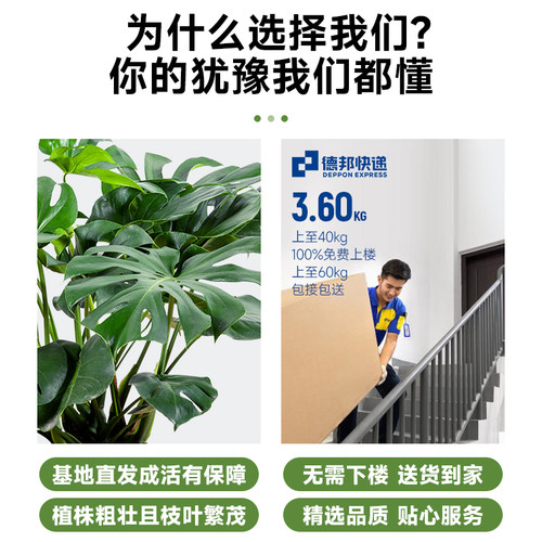 老桩龟背竹观叶植物办公室内客厅大盆栽绿植物盆景净X化空气吸甲