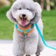 背心式 狗狗牵引绳小型犬泰迪比熊博美胸背带M小狗幼犬遛狗绳狗链