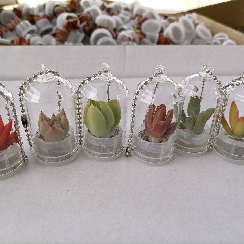 创意多肉植h物挂件随身小盆栽学生礼品