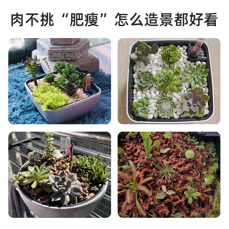 多肉花盆懒人自吸控水盆大口径植物创意造景S食虫捕蝇草盆栽盆