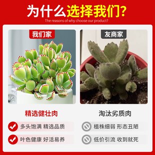 熊童子多肉植物熊爪办公室内小盆栽绿植I冷门罕见稀有高端品种含