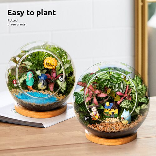 苔藓微景观盆景办公室绿r植盆栽工位客厅桌面花卉植物生态瓶送礼