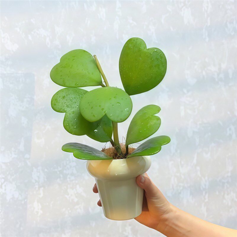 心叶球兰一片心心形多肉植物耐阴办公室内M客厅桌面绿植花卉盆栽