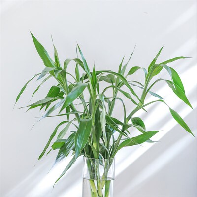 乐作flora富贵竹红朱蕉转运竹水竹L水培冷链大部分地区包邮