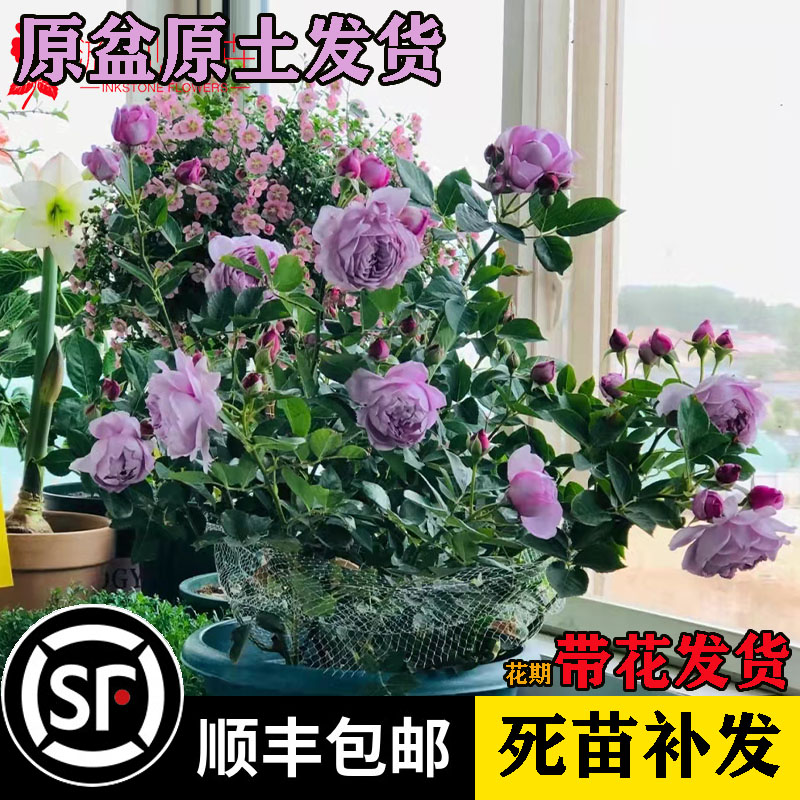 果汁阳台月季大苗带花q盆栽玫瑰大花苗浓香多季开耐寒好养庭院植