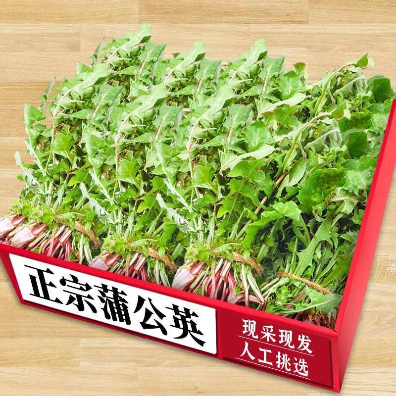 蒲公英|婆婆丁|蘸酱菜|农家自种
