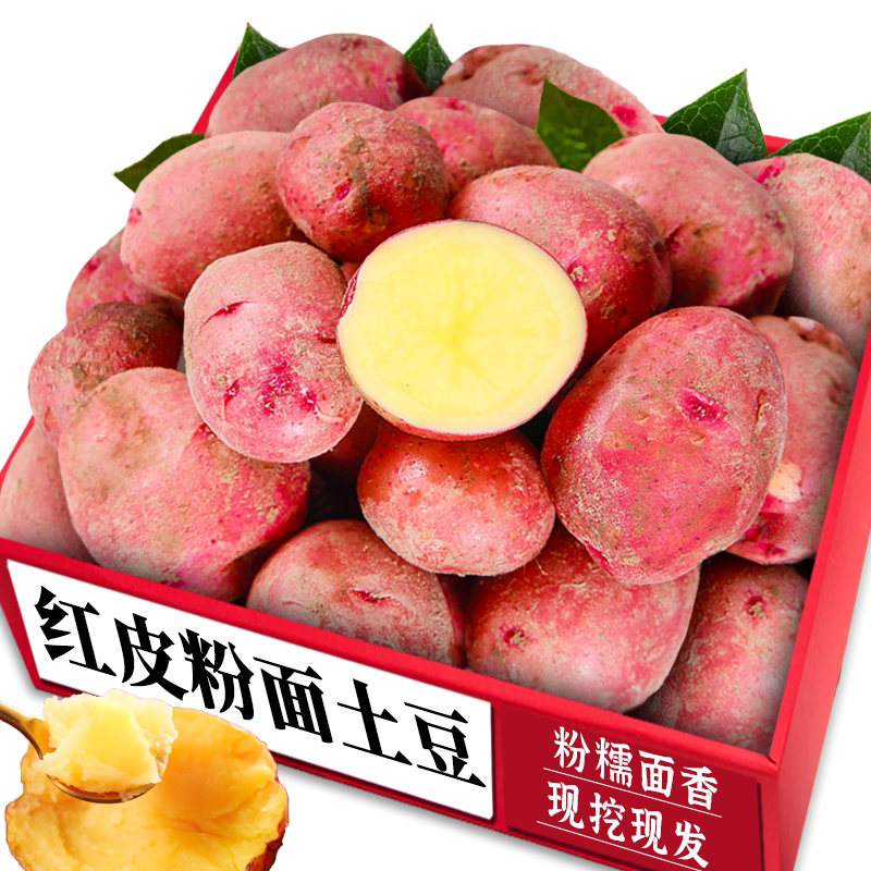 红皮粉面土豆!新鲜现挖!好美味