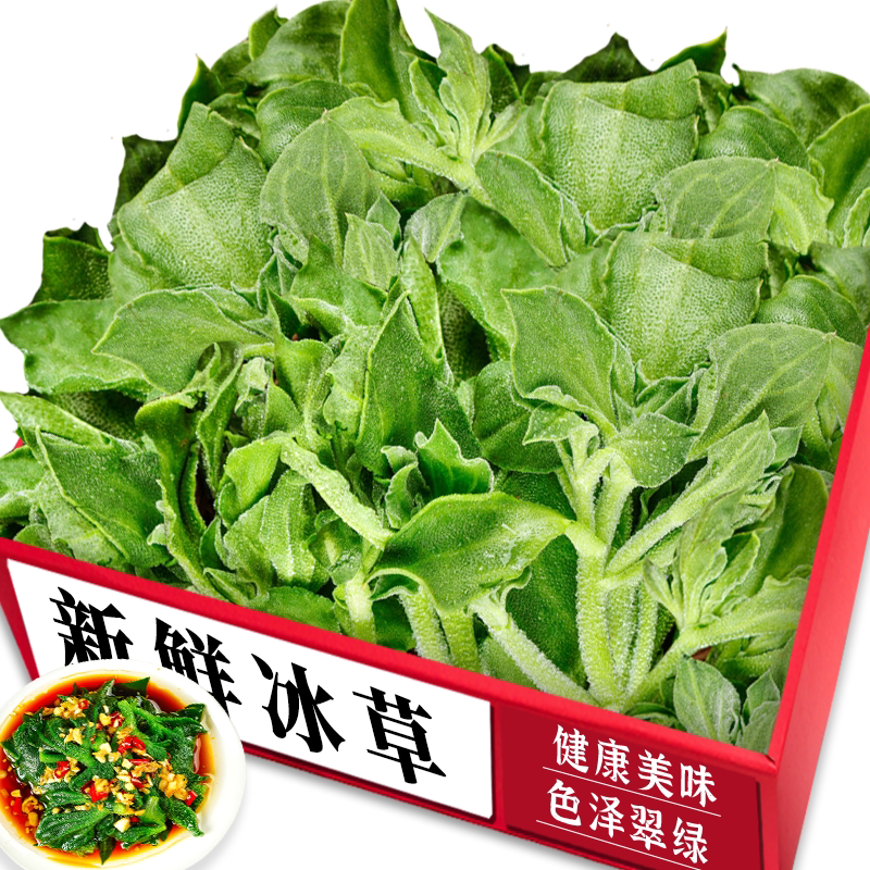 【新鲜冰草】微咸水嫩可凉拌生吃