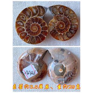 正品开片叶菊石本化石摆件玉石材动物招坠财全化情侣吊古生物标99