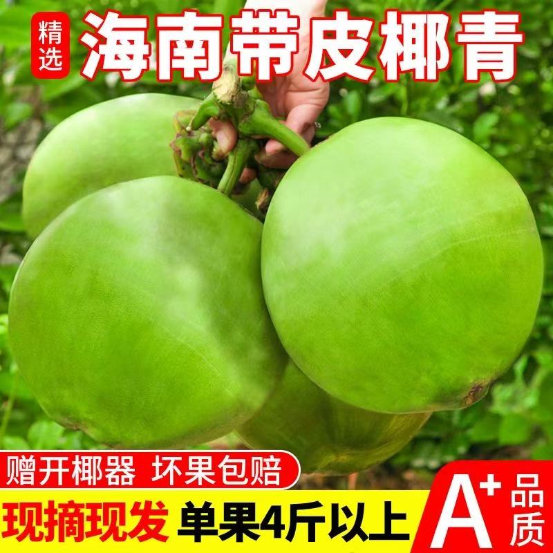 海南三亚4-6斤大果带皮青皮椰子