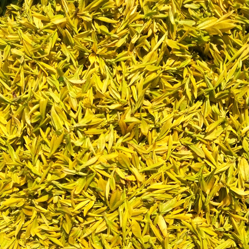黄金芽茶叶2024年新茶安吉黄金茶明前特级黄金白茶茶叶250g罐装