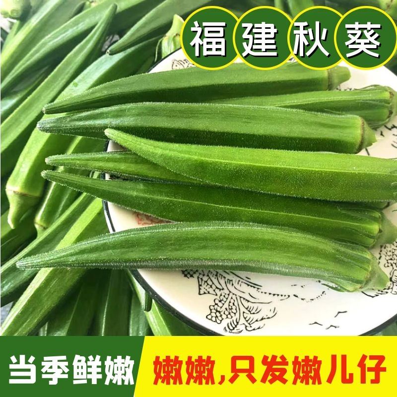 福建当季新鲜秋葵新鲜蔬菜秋葵鲜嫩黄秋葵净重1-4.8斤现摘秋葵