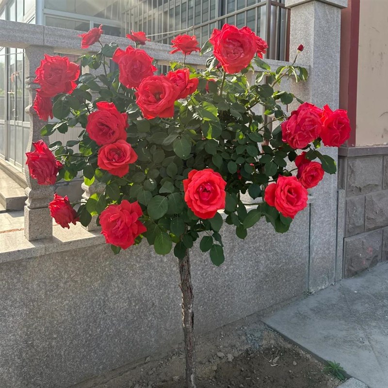 国月特大花玫瑰花树苗棒棒糖树状月季花阳台庭院T浓香四季花卉植