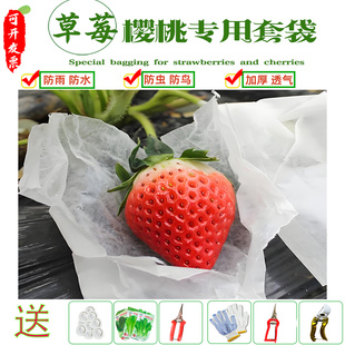 草莓套袋蜡纸袋防雨水防鸟虫樱桃袋蜡袋育果袋青枣果袋车厘子包邮