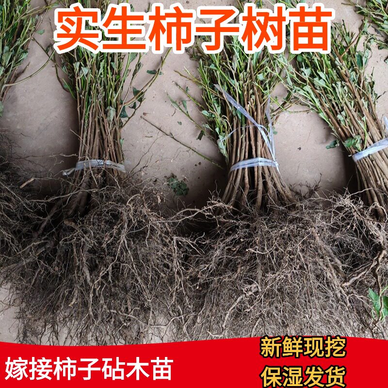 实生柿子树苗嫁接各种柿子专用苗