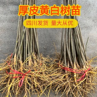 正宗厚皮黄柏树苗中药材川黄柏树苗基地直发新鲜现挖造林苗原生苗