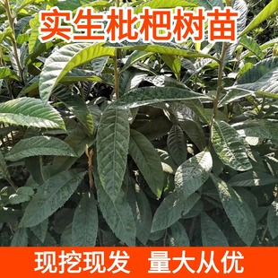 实生枇杷树苗子枇杷小苗野生枇杷苗原生苗枇杷砧木苗嫁接品种枇杷