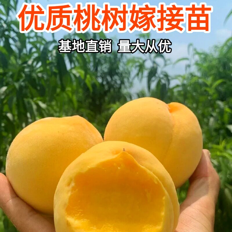 四川黄桃树苗桃嫁接苗产地直发