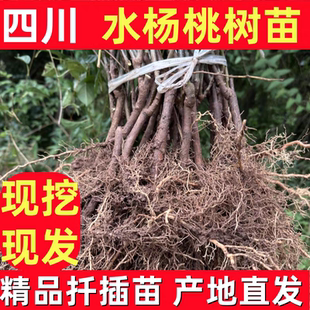 对鄂水杨桃砧木苗扦插水杨桃实生苗嫁接猕猴桃专用苗抗涝抗病性强