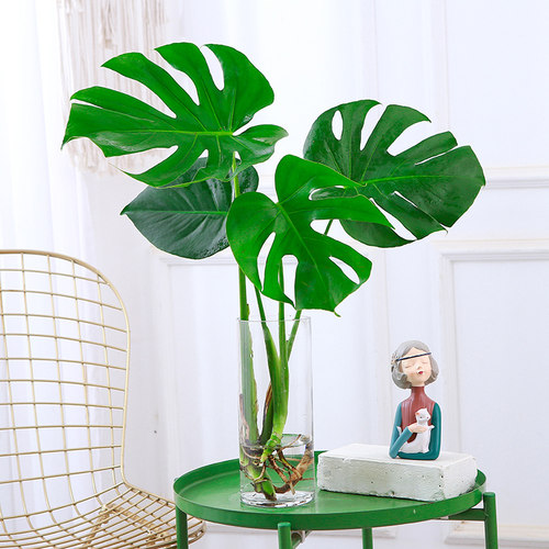 水培植物龟背竹大叶绿植室内客厅开背吸甲醛老桩四季X常青水养植