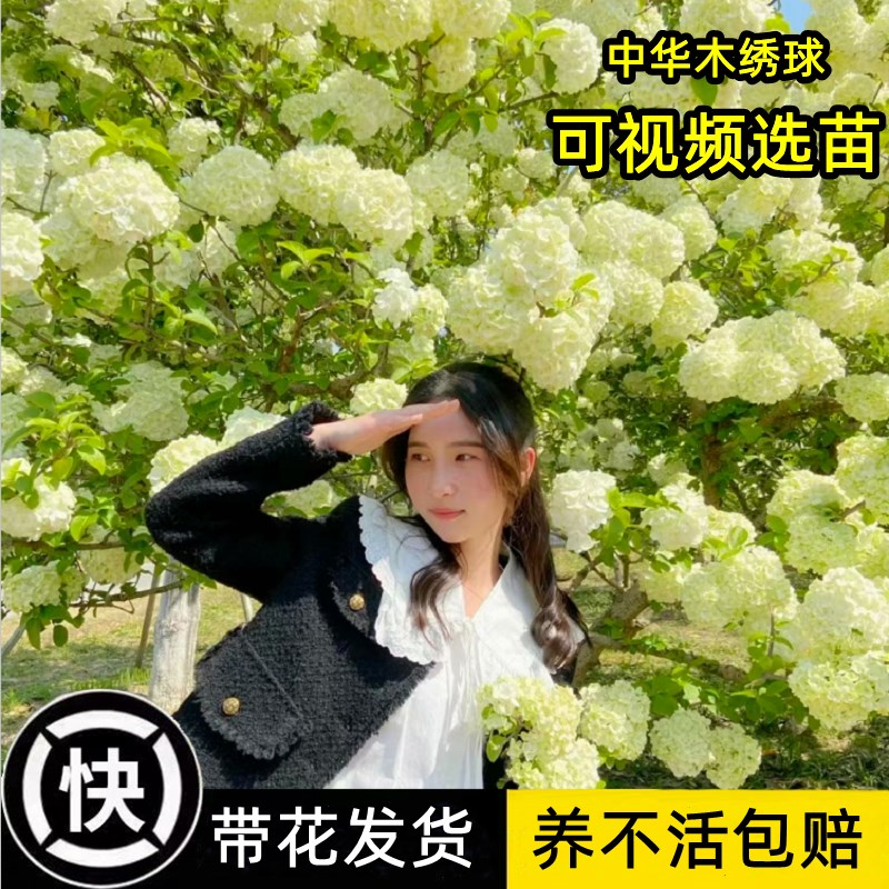 中华木绣球大花斗球欧洲玫瑰木绣球F白麻球苗别墅耐寒耐热风景树