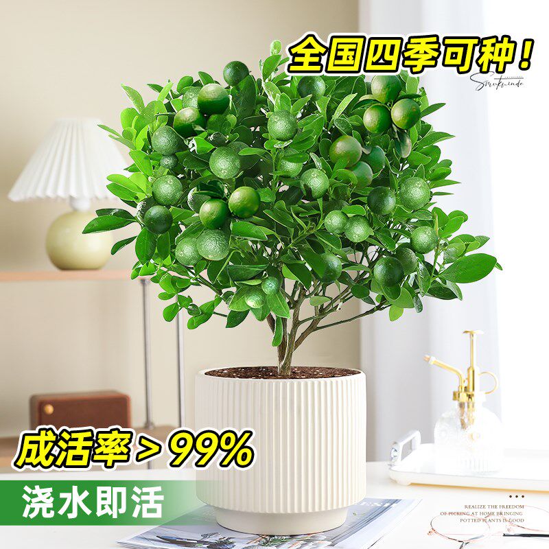 海南小青桔盆栽小青柠树苗绿植室内果树苗L四季带果金桔柠檬橘子