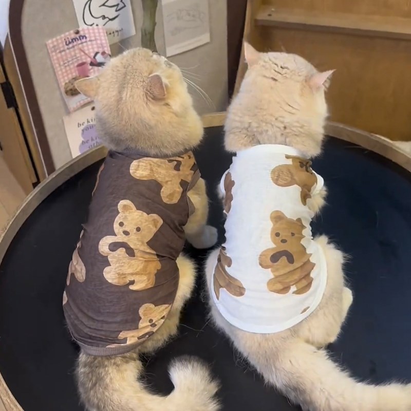 小猫咪衣服夏季薄款防掉毛英x短蓝猫布偶猫银渐层幼犬夏天透气背