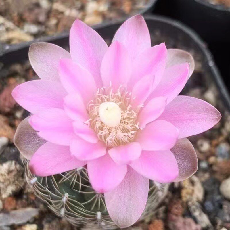 实生胭脂红仙h人球稀有开花粉花勤花罗星丸仙人掌多肉防辐射小盆