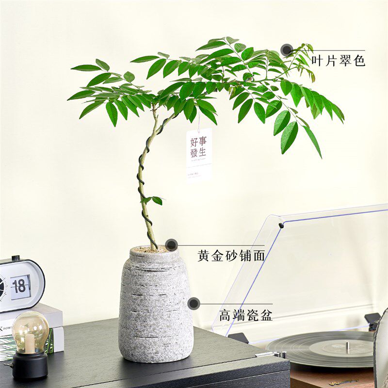 黄花梨盆栽室内外阳台客厅绿植好养活四季K植物香枝树老桩盆景树