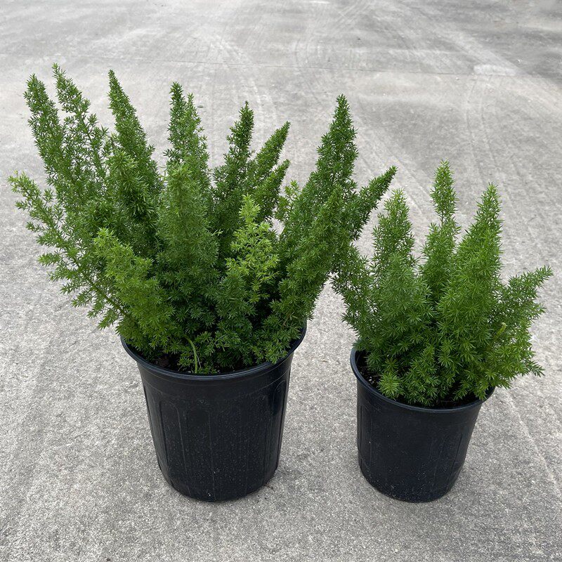狐尾天门冬盆栽四季常青植物大盆观E叶耐阴绿植阳台室内外客厅花