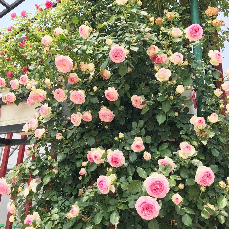 爬藤蔷薇花苗粉色龙沙宝s石藤本月季大花浓香四季庭院爬墙植物粉,鲜花速递/花卉仿真/绿植园艺,月季/蔷薇/玫瑰,淘宝优惠券,粉丝福利购,淘宝优惠卷