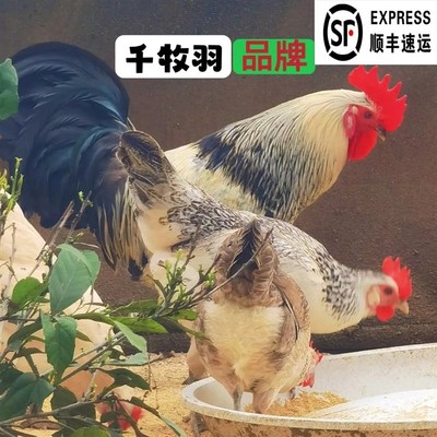 鹊山鸡受精蛋宠物鸡o蛋可孵化小鸡蛋观赏羽毛亮丽鸡产蛋量高宠物