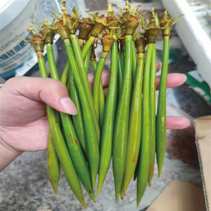 秋茄红树苗木榄苗红海红树林苗海缸造景过滤O水质人工培育苗降np