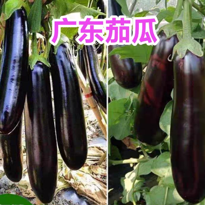 广东农家新鲜紫茄子烧烤长茄子新鲜茄子蔬菜现摘批发茄瓜