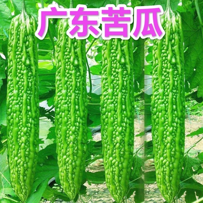 广东奶茶苦瓜新鲜时令蔬菜农家自种现摘现发当季油绿凉瓜大肉苦瓜