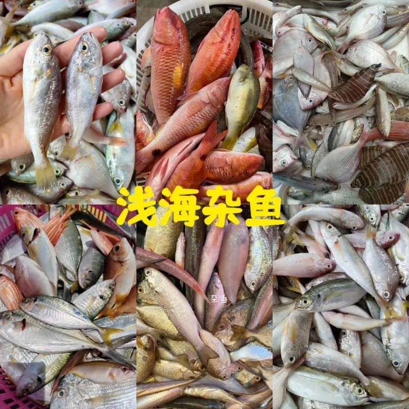 海鲜海鱼 浅海捕捞 杂鱼各种海鲜混合 合适杂鱼煲