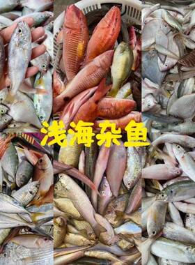 广东南海野生捕捞新鲜独立包装