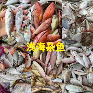海鲜海鱼 浅海捕捞 杂鱼各种海鲜混合 合适杂鱼煲